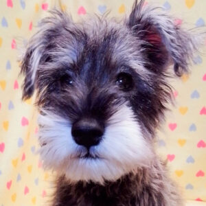 ミニチュア・シュナウザー