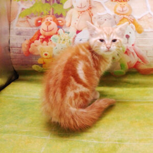 Alternative view of マンチカン