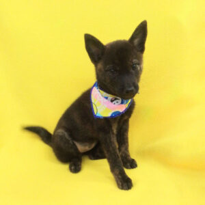 Alternative view of 甲斐