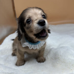 Alternative view of ミックス犬