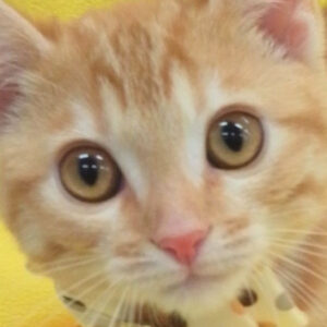 スコティッシュ・フォールド