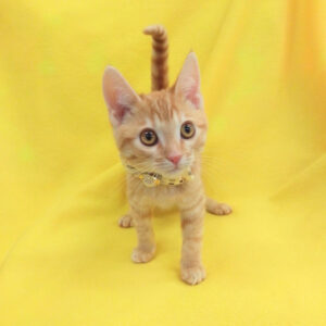 Alternative view of スコティッシュ・フォールド