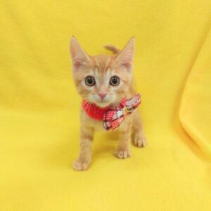 Alternative view of スコティッシュ・フォールド