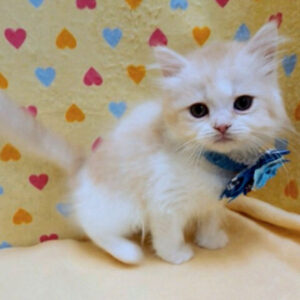 Alternative view of スコティッシュ・フォールド