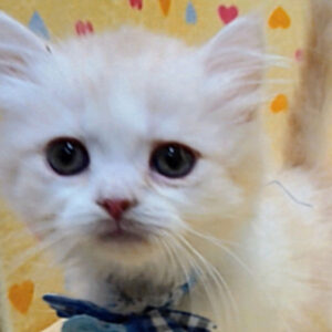 スコティッシュ・フォールド