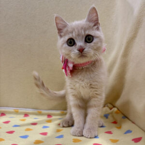 Alternative view of マンチカン