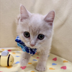 Alternative view of マンチカン