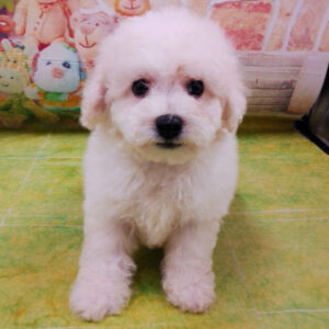 Alternative view of ビション・フリーゼ