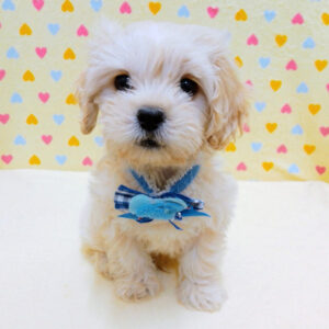 Alternative view of ミックス犬