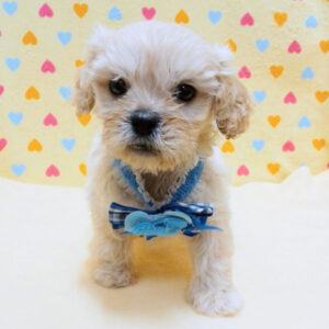 Alternative view of ミックス犬