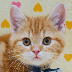 スコティッシュ・フォールド