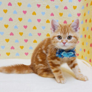 Alternative view of スコティッシュ・フォールド