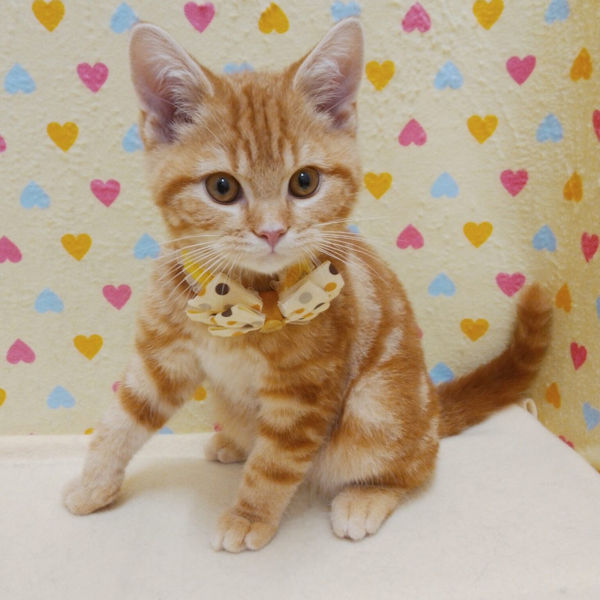 スコティッシュ・フォールド - 画像 (2)