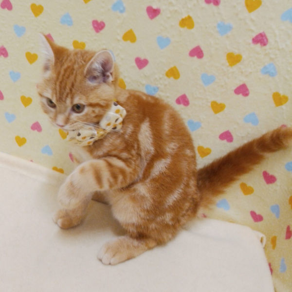 スコティッシュ・フォールド - 画像 (3)