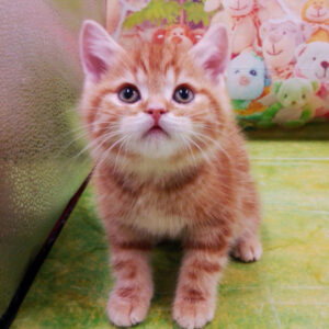 Alternative view of スコティッシュ・フォールド