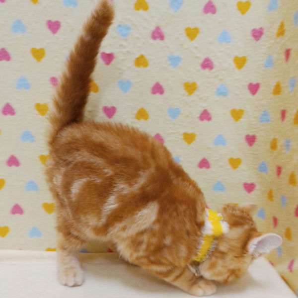 スコティッシュ・フォールド - 画像 (4)