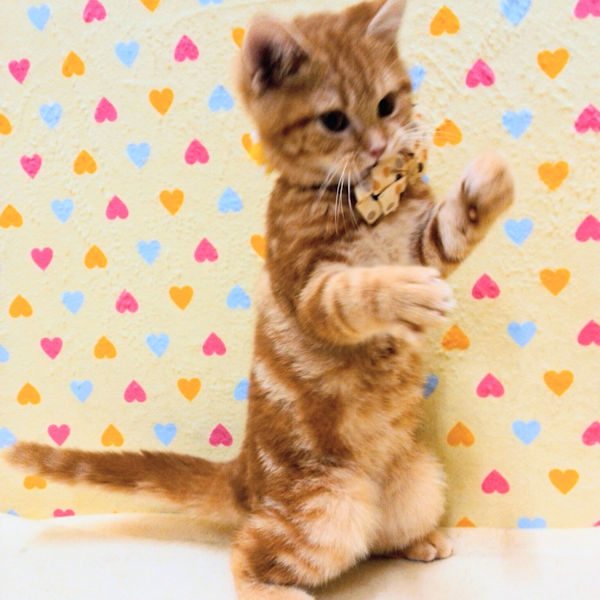 スコティッシュ・フォールド - 画像 (5)