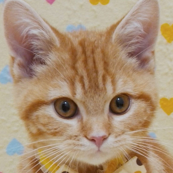 スコティッシュ・フォールド