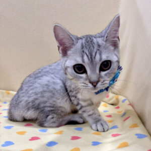 Alternative view of スコティッシュ・フォールド