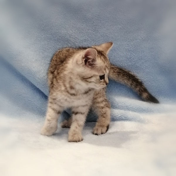 スコティッシュ・フォールド - 画像 (3)