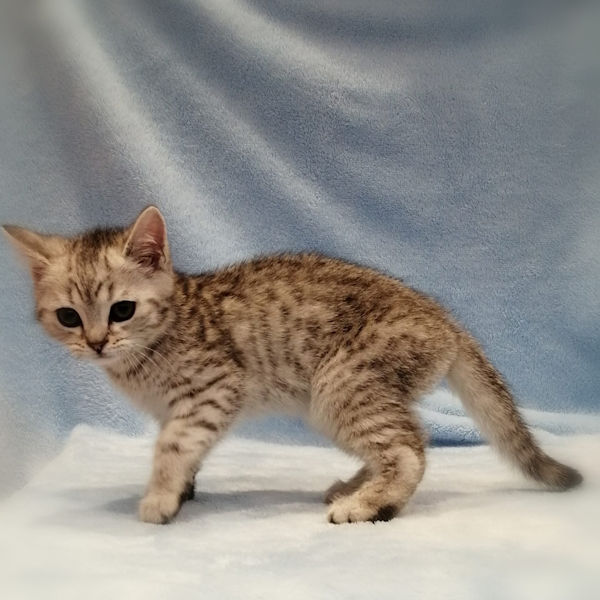 スコティッシュ・フォールド - 画像 (2)