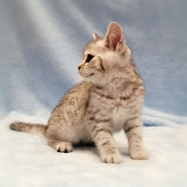 スコティッシュ・フォールド - 画像 (4)