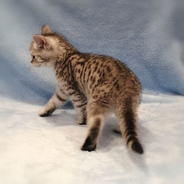 スコティッシュ・フォールド - 画像 (5)