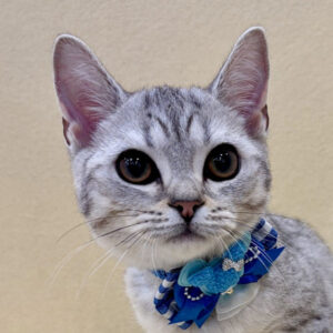 スコティッシュ・フォールド