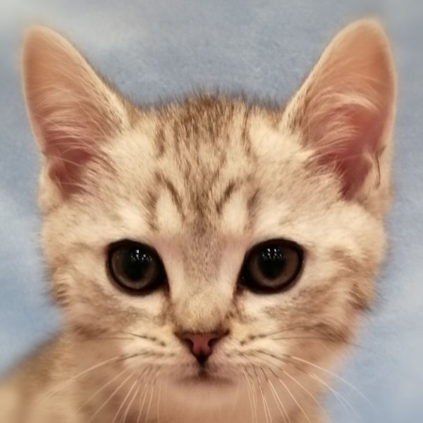 スコティッシュ・フォールド