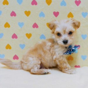 Alternative view of ミックス犬