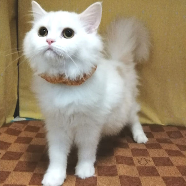 ラガマフィン - 画像 (2)