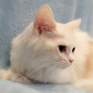 Alternative view of ラガマフィン