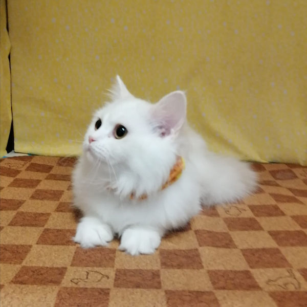 ラガマフィン - 画像 (3)