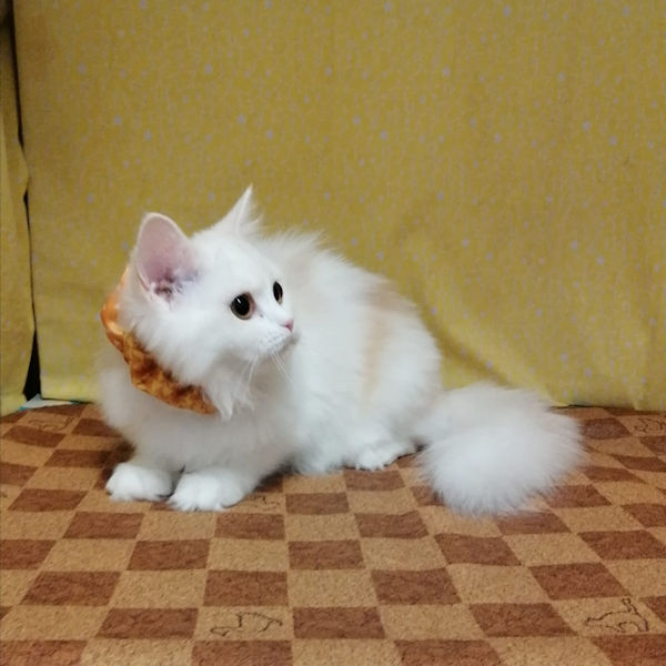 ラガマフィン - 画像 (4)