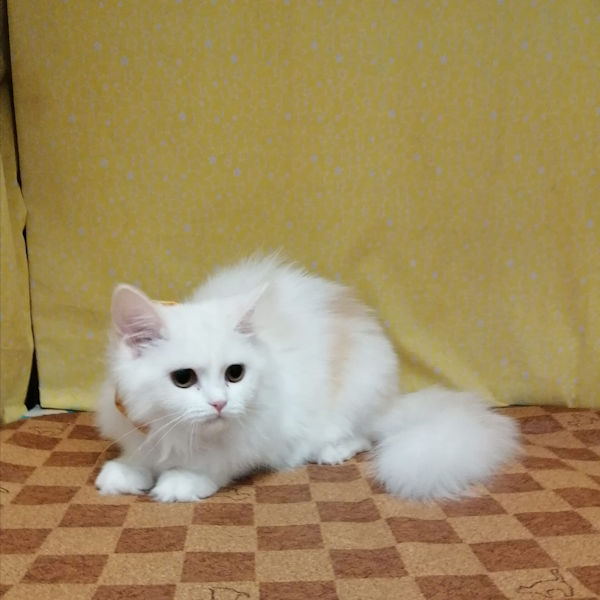 ラガマフィン - 画像 (5)