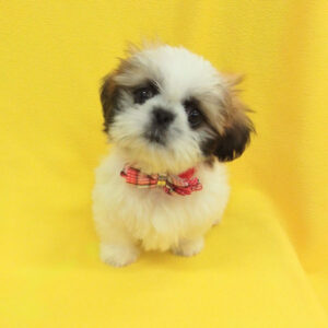 Alternative view of シー・ズー