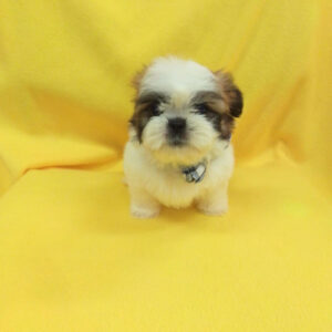 Alternative view of シー・ズー