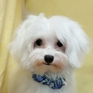 マルチーズ