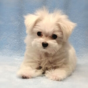 Alternative view of マルチーズ