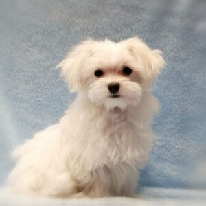 Alternative view of マルチーズ