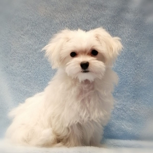 マルチーズ - 画像 (2)