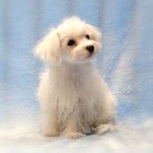 Alternative view of マルチーズ