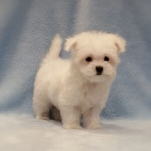 Alternative view of マルチーズ