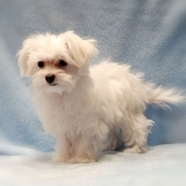 マルチーズ - 画像 (3)