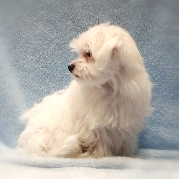 マルチーズ - 画像 (4)