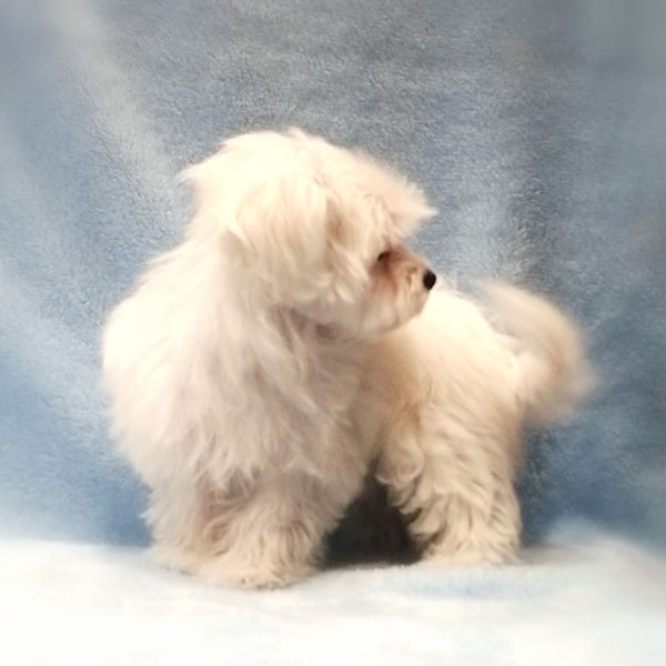 マルチーズ - 画像 (5)