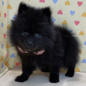 Alternative view of ポメラニアン