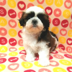 Alternative view of シー・ズー