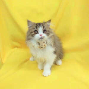 Alternative view of ミヌエット