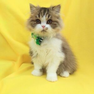 Alternative view of ミヌエット